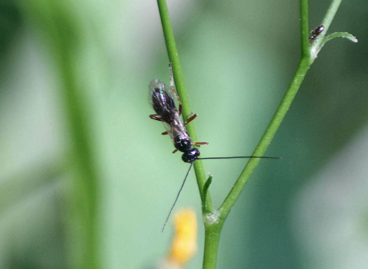 piccolo imenottero da identificare